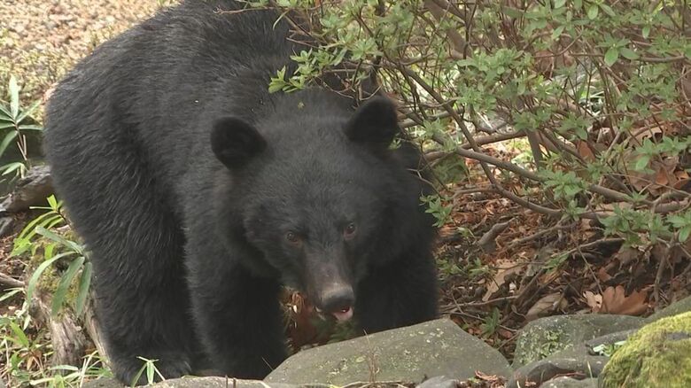 目撃されたクマは同じ個体とみられる
