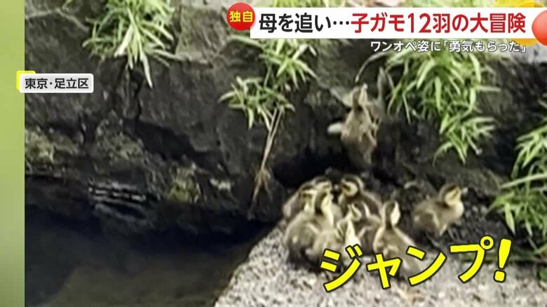 壁を必死に登ろうとする子ガモたち（FNN投稿サイト「ビデオPost」）