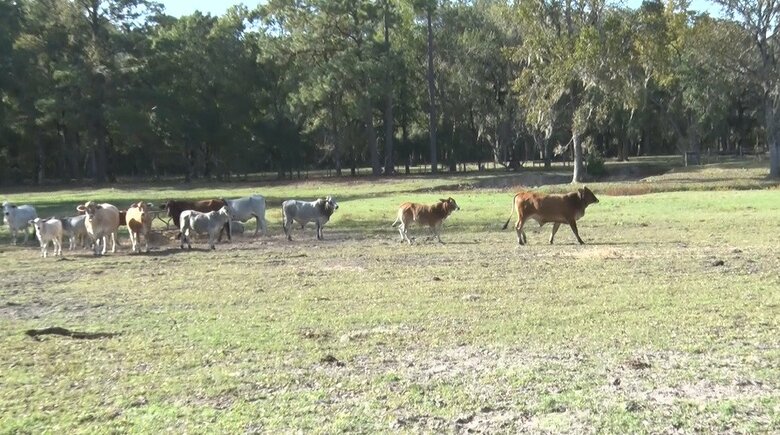 農場では牛、豚の飼育に木材の生産も行っている