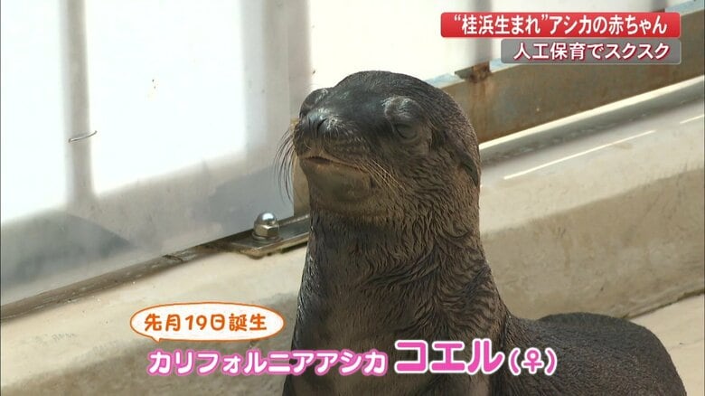 お母さん「エル」の子ども「コエル」