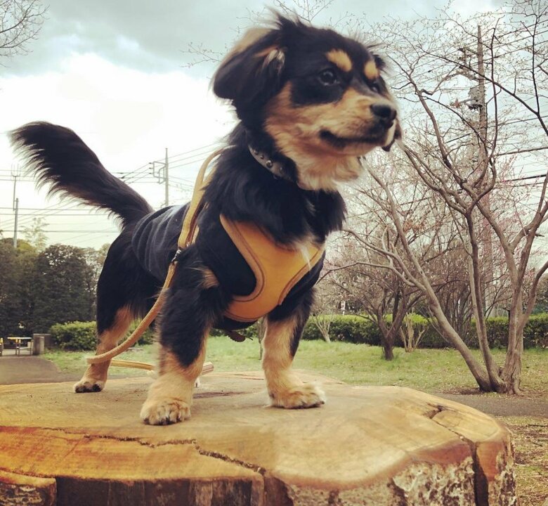 切り株の上でビシッ。今では立派に成長