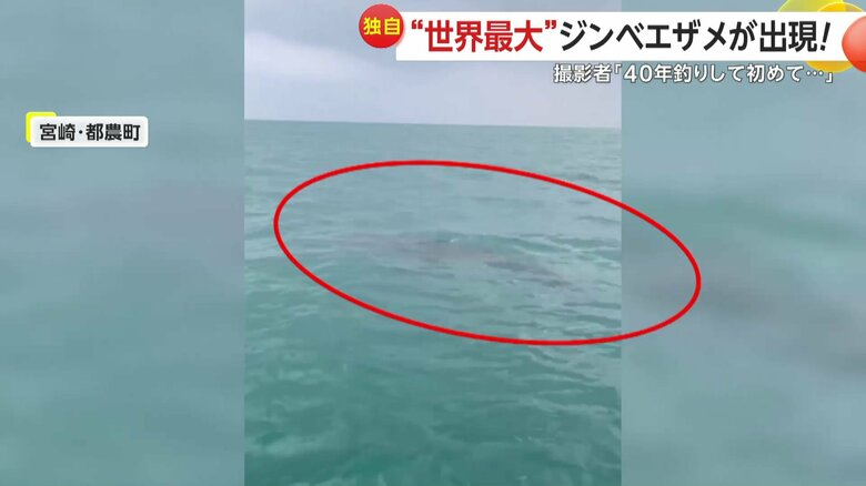 船から離れていったかと思われたが、ぐるーっと回ると再び船に接近していたジンベエザメ