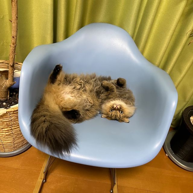 提供：ひなたさん