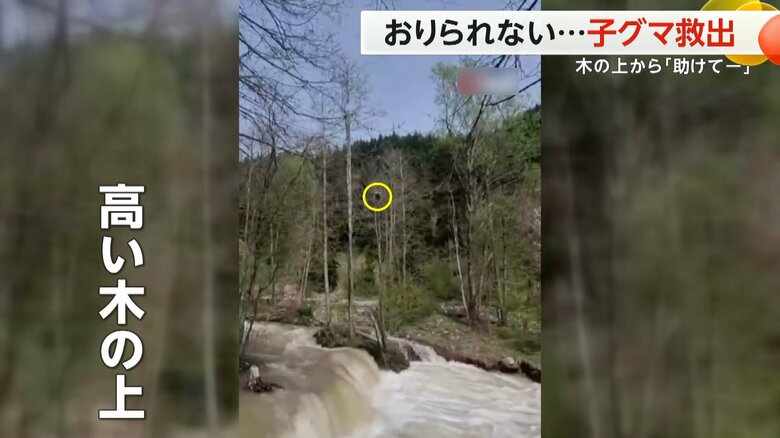 高い木の上から登り、下りられなくなっていた子グマ
