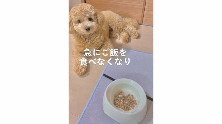 急にごはんを食べなくなった、うにちゃん