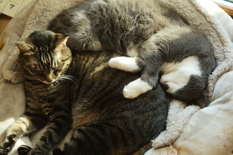 のどかなリラックスタイム