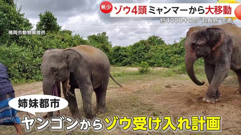 姉妹都市であるヤンゴンを通じて、ゾウ受け入れ計画を進めてきた福岡市
