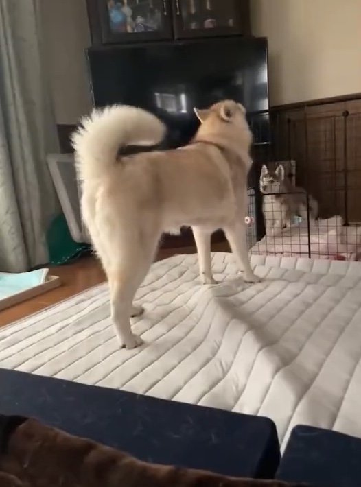 提供：ココとイチのままちゃん