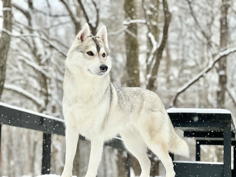 <blockquote class="instagram-media" data-instgrm-captioned data-instgrm-permalink="https://www.instagram.com/reel/Cp4oEREDuGx/?utm_source=ig_embed&utm_campaign=loading" data-instgrm-version="14" style=" background:#FFF; border:0; border-radius:3px; box-shadow:0 0 1px 0 rgba(0,0,0,0.5),0 1px 10px 0 rgba(0,0,0,0.15); margin: 1px; max-width:540px; min-width:326px; padding:0; width:99.375%; width:-webkit-calc(100% - 2px); width:calc(100% - 2px);"><div style="padding:16px;"> <a href="https://www.instagram.com/reel/Cp4oEREDuGx/?utm_source=ig_embed&utm_campaign=loading" style=" background:#FFFFFF; line-height:0; padding:0 0; text-align:center; text-decoration:none; width:100%;" target="_blank"> <div style=" display: flex; flex-direction: row; align-items: center;"> <div style="background-color: #F4F4F4; border-radius: 50%; flex-grow: 0; height: 40px; margin-right: 14px; width: 40px;"></div> <div style="display: flex; flex-direction: column; flex-grow: 1; justify-content: center;"> <div style=" background-color: #F4F4F4; border-radius: 4px; flex-grow: 0; height: 14px; margin-bottom: 6px; width: 100px;"></div> <div style=" background-color: #F4F4F4; border-radius: 4px; flex-grow: 0; height: 14px; width: 60px;"></div></div></div><div style="padding: 19% 0;"></div> <div style="display:block; height:50px; margin:0 auto 12px; width:50px;"><svg width="50px" height="50px" viewBox="0 0 60 60" version="1.1" xmlns="https://www.w3.org/2000/svg" xmlns:xlink="https://www.w3.org/1999/xlink"><g stroke="none" stroke-width="1" fill="none" fill-rule="evenodd"><g transform="translate(-511.000000, -20.000000)" fill="#000000"><g><path d="M556.869,30.41 C554.814,30.41 553.148,32.076 553.148,34.131 C553.148,36.186 554.814,37.852 556.869,37.852 C558.924,37.852 560.59,36.186 560.59,34.131 C560.59,32.076 558.924,30.41 556.869,30.41 M541,60.657 C535.114,60.657 530.342,55.887 530.342,50 C530.342,44.114 535.114,39.342 541,39.342 C546.887,39.342 551.658,44.114 551.658,50 C551.658,55.887 546.887,60.657 541,60.657 M541,33.886 C532.1,33.886 524.886,41.1 524.886,50 C524.886,58.899 532.1,66.113 541,66.113 C549.9,66.113 557.115,58.899 557.115,50 C557.115,41.1 549.9,33.886 541,33.886 M565.378,62.101 C565.244,65.022 564.756,66.606 564.346,67.663 C563.803,69.06 563.154,70.057 562.106,71.106 C561.058,72.155 560.06,72.803 558.662,73.347 C557.607,73.757 556.021,74.244 553.102,74.378 C549.944,74.521 548.997,74.552 541,74.552 C533.003,74.552 532.056,74.521 528.898,74.378 C525.979,74.244 524.393,73.757 523.338,73.347 C521.94,72.803 520.942,72.155 519.894,71.106 C518.846,70.057 518.197,69.06 517.654,67.663 C517.244,66.606 516.755,65.022 516.623,62.101 C516.479,58.943 516.448,57.996 516.448,50 C516.448,42.003 516.479,41.056 516.623,37.899 C516.755,34.978 517.244,33.391 517.654,32.338 C518.197,30.938 518.846,29.942 519.894,28.894 C520.942,27.846 521.94,27.196 523.338,26.654 C524.393,26.244 525.979,25.756 528.898,25.623 C532.057,25.479 533.004,25.448 541,25.448 C548.997,25.448 549.943,25.479 553.102,25.623 C556.021,25.756 557.607,26.244 558.662,26.654 C560.06,27.196 561.058,27.846 562.106,28.894 C563.154,29.942 563.803,30.938 564.346,32.338 C564.756,33.391 565.244,34.978 565.378,37.899 C565.522,41.056 565.552,42.003 565.552,50 C565.552,57.996 565.522,58.943 565.378,62.101 M570.82,37.631 C570.674,34.438 570.167,32.258 569.425,30.349 C568.659,28.377 567.633,26.702 565.965,25.035 C564.297,23.368 562.623,22.342 560.652,21.575 C558.743,20.834 556.562,20.326 553.369,20.18 C550.169,20.033 549.148,20 541,20 C532.853,20 531.831,20.033 528.631,20.18 C525.438,20.326 523.257,20.834 521.349,21.575 C519.376,22.342 517.703,23.368 516.035,25.035 C514.368,26.702 513.342,28.377 512.574,30.349 C511.834,32.258 511.326,34.438 511.181,37.631 C511.035,40.831 511,41.851 511,50 C511,58.147 511.035,59.17 511.181,62.369 C511.326,65.562 511.834,67.743 512.574,69.651 C513.342,71.625 514.368,73.296 516.035,74.965 C517.703,76.634 519.376,77.658 521.349,78.425 C523.257,79.167 525.438,79.673 528.631,79.82 C531.831,79.965 532.853,80.001 541,80.001 C549.148,80.001 550.169,79.965 553.369,79.82 C556.562,79.673 558.743,79.167 560.652,78.425 C562.623,77.658 564.297,76.634 565.965,74.965 C567.633,73.296 568.659,71.625 569.425,69.651 C570.167,67.743 570.674,65.562 570.82,62.369 C570.966,59.17 571,58.147 571,50 C571,41.851 570.966,40.831 570.82,37.631"></path></g></g></g></svg></div><div style="padding-top: 8px;"> <div style=" color:#3897f0; font-family:Arial,sans-serif; font-size:14px; font-style:normal; font-weight:550; line-height:18px;">この投稿をInstagramで見る</div></div><div style="padding: 12.5% 0;"></div> <div style="display: flex; flex-direction: row; margin-bottom: 14px; align-items: center;"><div> <div style="background-color: #F4F4F4; border-radius: 50%; height: 12.5px; width: 12.5px; transform: translateX(0px) translateY(7px);"></div> <div style="background-color: #F4F4F4; height: 12.5px; transform: rotate(-45deg) translateX(3px) translateY(1px); width: 12.5px; flex-grow: 0; margin-right: 14px; margin-left: 2px;"></div> <div style="background-color: #F4F4F4; border-radius: 50%; height: 12.5px; width: 12.5px; transform: translateX(9px) translateY(-18px);"></div></div><div style="margin-left: 8px;"> <div style=" background-color: #F4F4F4; border-radius: 50%; flex-grow: 0; height: 20px; width: 20px;"></div> <div style=" width: 0; height: 0; border-top: 2px solid transparent; border-left: 6px solid #f4f4f4; border-bottom: 2px solid transparent; transform: translateX(16px) translateY(-4px) rotate(30deg)"></div></div><div style="margin-left: auto;"> <div style=" width: 0px; border-top: 8px solid #F4F4F4; border-right: 8px solid transparent; transform: translateY(16px);"></div> <div style=" background-color: #F4F4F4; flex-grow: 0; height: 12px; width: 16px; transform: translateY(-4px);"></div> <div style=" width: 0; height: 0; border-top: 8px solid #F4F4F4; border-left: 8px solid transparent; transform: translateY(-4px) translateX(8px);"></div></div></div> <div style="display: flex; flex-direction: column; flex-grow: 1; justify-content: center; margin-bottom: 24px;"> <div style=" background-color: #F4F4F4; border-radius: 4px; flex-grow: 0; height: 14px; margin-bottom: 6px; width: 224px;"></div> <div style=" background-color: #F4F4F4; border-radius: 4px; flex-grow: 0; height: 14px; width: 144px;"></div></div></a><p style=" color:#c9c8cd; font-family:Arial,sans-serif; font-size:14px; line-height:17px; margin-bottom:0; margin-top:8px; overflow:hidden; padding:8px 0 7px; text-align:center; text-overflow:ellipsis; white-space:nowrap;"><a href="https://www.instagram.com/reel/Cp4oEREDuGx/?utm_source=ig_embed&utm_campaign=loading" style=" color:#c9c8cd; font-family:Arial,sans-serif; font-size:14px; font-style:normal; font-weight:normal; line-height:17px; text-decoration:none;" target="_blank">いちみ(@ichimichannel)がシェアした投稿</a></p></div></blockquote> <script async src="//www.instagram.com/embed.js"></script>