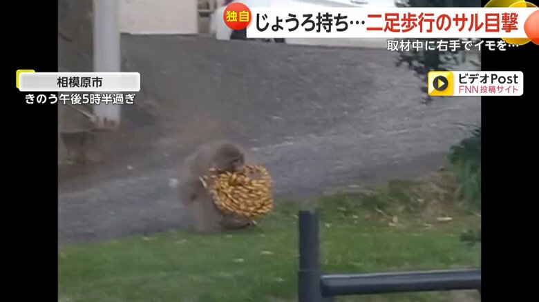 左手のないサルが芝生でロープを使って遊ぶ様子②