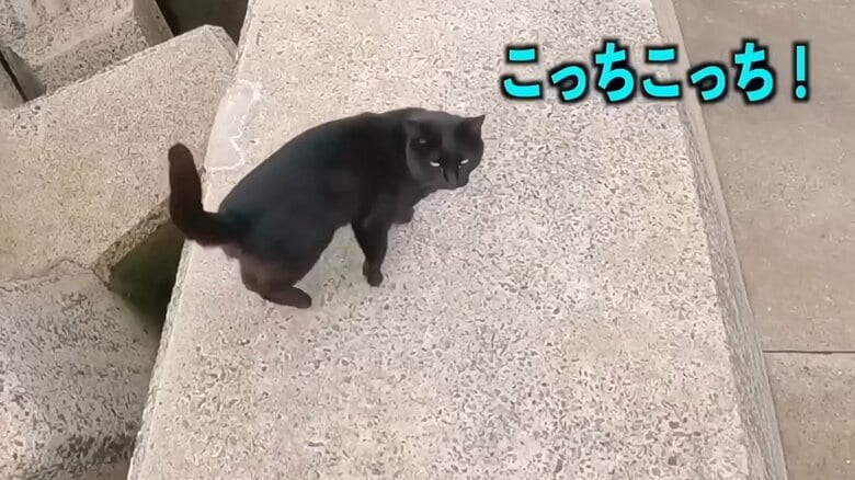 「こっちこっち」と案内するような黒ちゃん