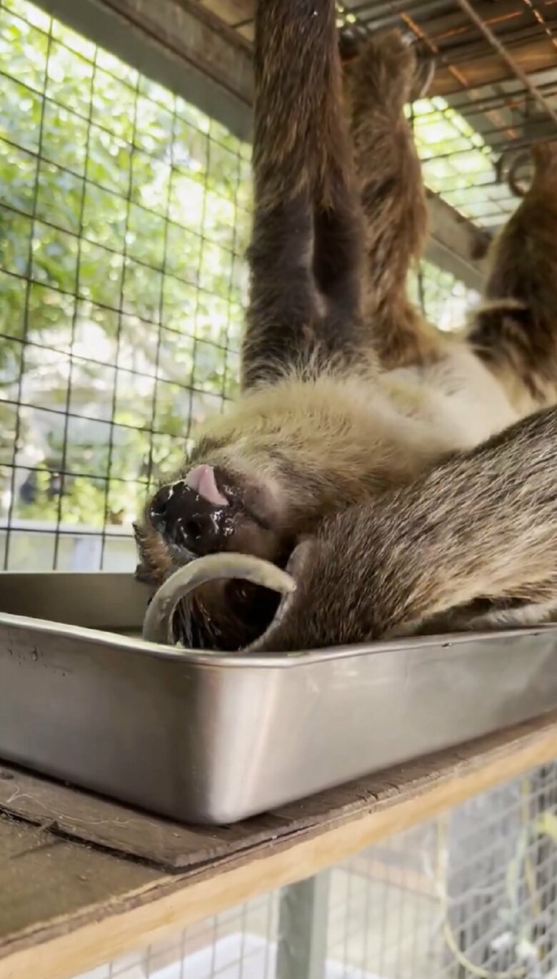 再び右手を伸ばして…（提供：神戸市立王子動物園）