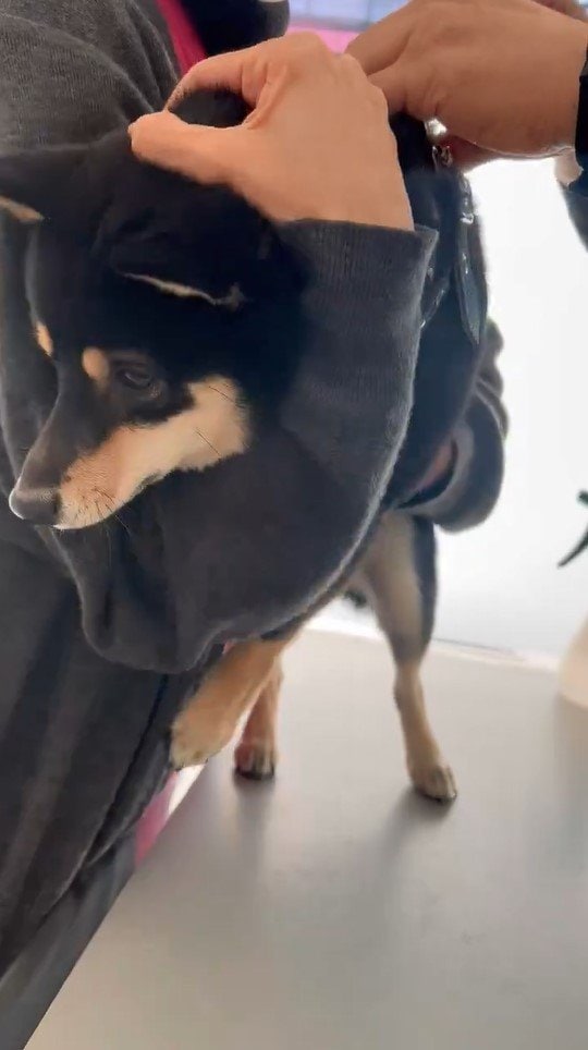 提供：豆柴ごま娘さん