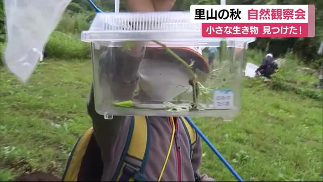 里山の秋を楽しむ・自然観察会 昆虫の触角は・・ 静岡・三島市