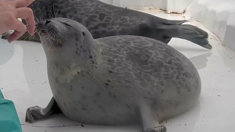 顔をムギューとする様子。その1（提供と撮影：ガッチリカさん）