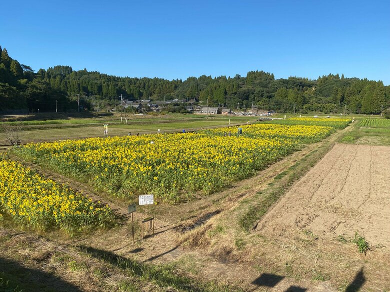 2023年の開花の様子