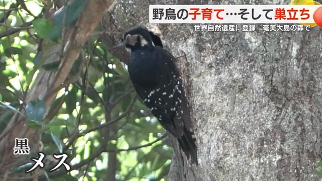頭が黒い「オーストンオオアカゲラ」のオス