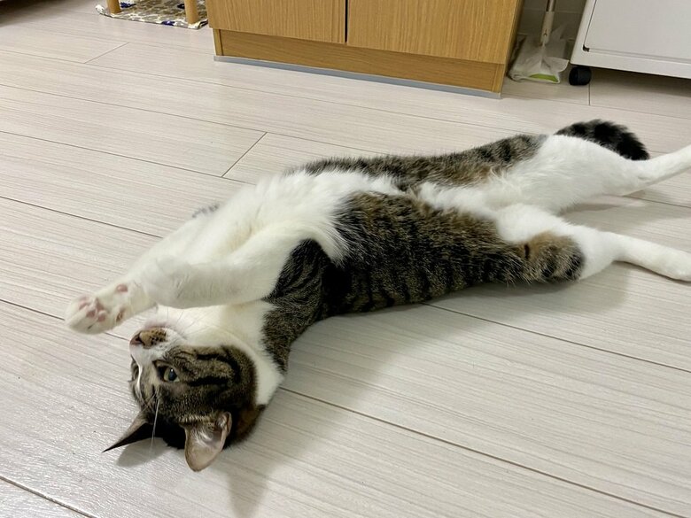 へそ天