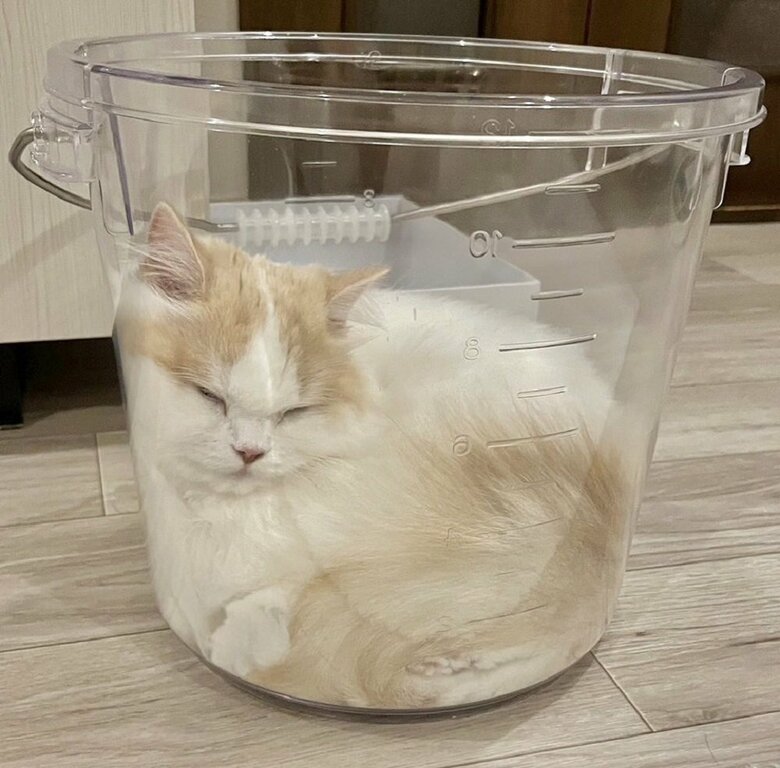 透明バケツの中で“液体化”