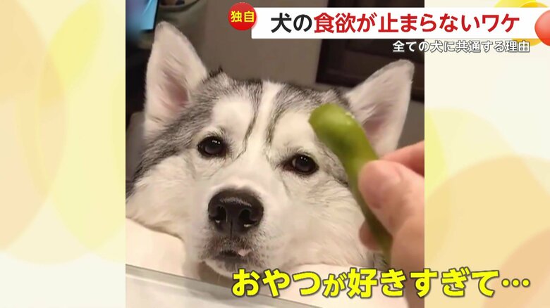 SNSで話題になっているおやつが好きすぎる琥珀くん