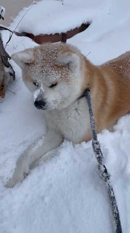 提供：秋田犬 五元(イモト)さん