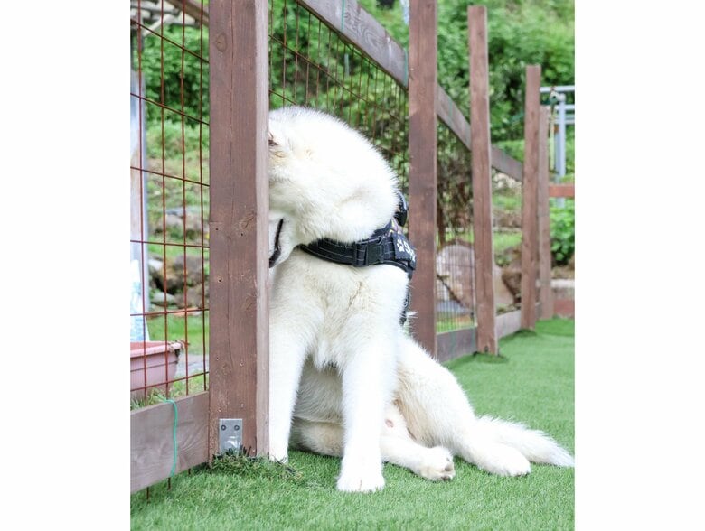 叱られて顔を隠している…（提供：スカイさん）