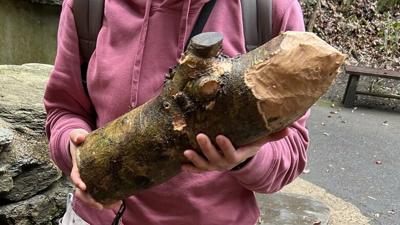 ビーバーの歯の跡が残っている