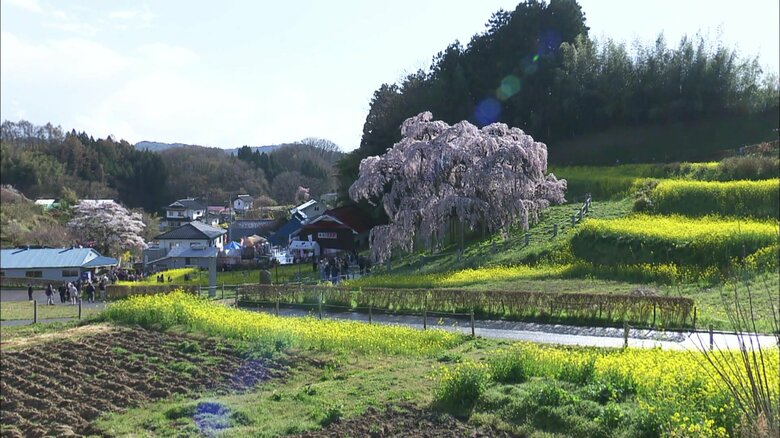 ふくしまの春の象徴的な景色
