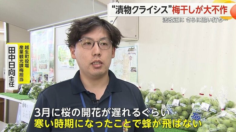 梅の不作の原因を話す越生町役場の担当者