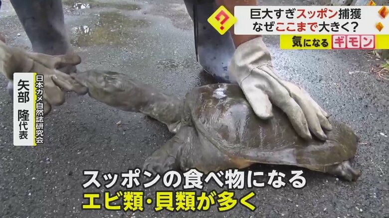 巨大化の原因は、池が富栄養化していることだという