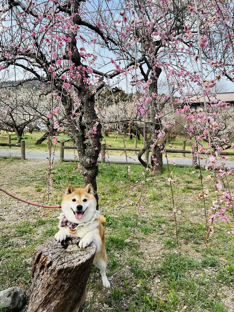 画像提供：柴犬ハナさん