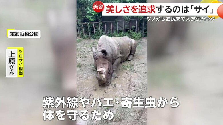 「紫外線とか、ハエとか寄生虫から体を守るため」という飼育員