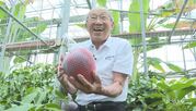 “マンゴー”が長野で大豊作　「変わったことをやってみたい」農業経験ゼロの85歳元社長が趣味で栽培し7年　例年5、6個だったのが今年は100個「『売って』と言われるけど金額のつけ方が分からない」　飯田市