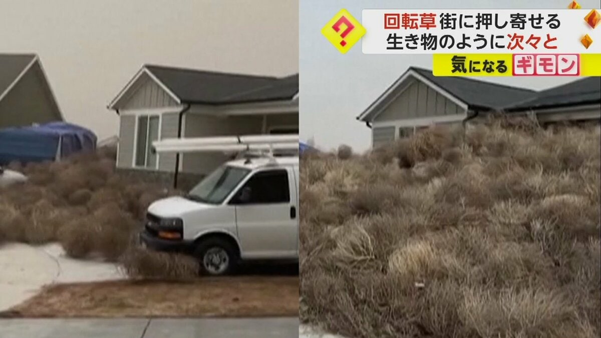 荒野の草② タンブルウィード」で家埋もれる “西部劇の定番”生活に深刻な
