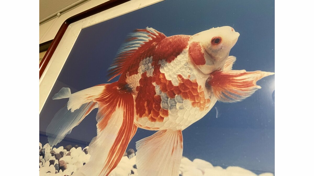 金魚のふるさと”東京・江戸川区で最後の継承者が養殖再開 区が伝統継承