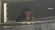 住宅街でサルが登校中の小4男児襲う　相次ぐ目撃情報　過去には繁華街「天神」で“大捕物”　福岡市