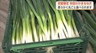 甘くて柔らか、丸ごと食べられる！初夏限定『秋田わかまるねぎ』　秋田の新ブランドネギ、収穫最盛期