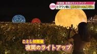 140万本のひまわり畑で“ライトアップ”初開催　昼とは異なる神秘的な光景　長崎鼻リゾートキャンプ場