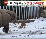 体重100倍のサイに“挑む”キョン　動物園で繰り広げられた縄張り争いは“まさか”の結末　ポーランド