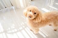 愛犬の“見えない老化物質”を減らす選択肢へ。Buddy FOODは、AGEs含有量が一般ドライフードより約75%低いことが判明。