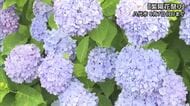 色鮮やか『紫陽花祭り』楽しむ／八代市【熊本】