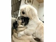 近すぎ!キレるとゼロ距離になる“妹”犬にタジタジな“姉”犬…「クセの強い」ケンカはいつものこと?関係性を飼い主に聞いた