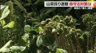 登山より危険!?　山菜採りで高齢者の遭難相次ぐ　“命”を守って安全に楽しむには「事前の備え」が大切【山形発】