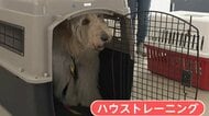 ペットの「同行避難」と「同伴避難」。違いを知らないとトラブルも…避難所生活に備えてやっておきたい「ハウストレーニング」