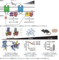 メラトニン受容体MT1が複数の細胞内シグナルを使い分けるしくみを解明　～睡眠・概日リズムに関わる受容体の新たなシグナル伝達機構～