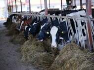 5000トンの“生乳”が年末年始に余る可能性も…大量廃棄させないために消費者ができること