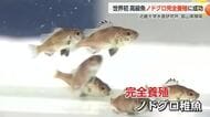 近畿大学、世界初のノドグロ完全養殖に成功　「脂がのっているので炙って食べたら絶品」【動画で見る】