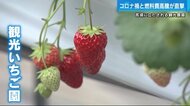観光イチゴ農園が不安のスタート　コロナと燃料高騰が直撃　広島…