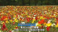 高原をオレンジに染める 2年ぶりに生駒高原ポピーまつり開催 宮崎県