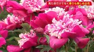 見た目だけでなく香りも楽しめる“シャクヤク” 訪れた人々を魅了!【新潟・五泉市】